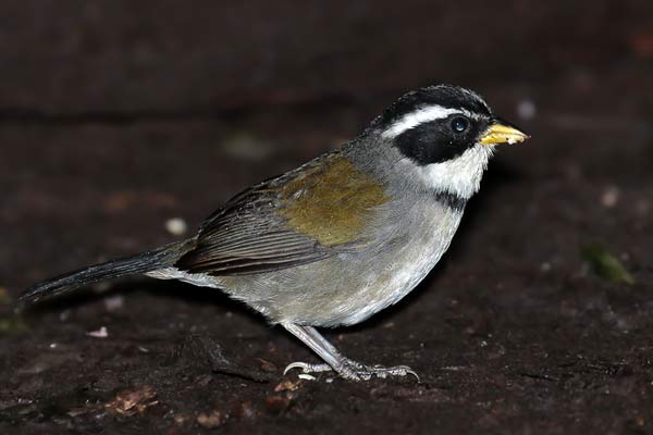 Cerquero de Collar Yungueño