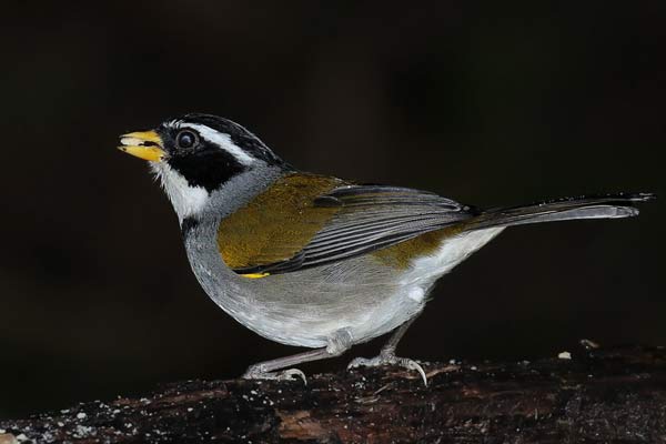 Cerquero de Collar Yungueño