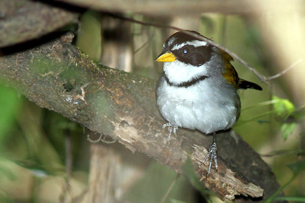 Cerquero de Collar Yungueño