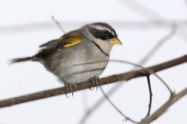 Cerquero de Collar Yungueño