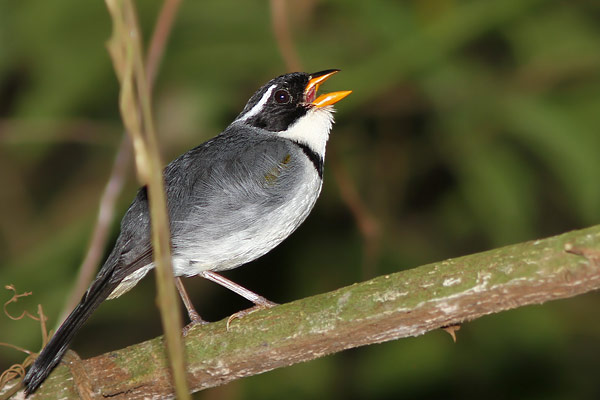 Cerquero de Collar Litoraleño