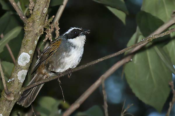 Cerquero Vientre Blanco