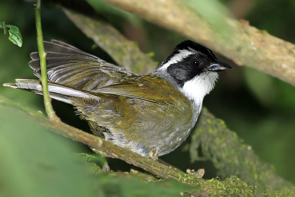 Cerquero Vientre Blanco