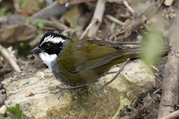 Cerquero Vientre Blanco