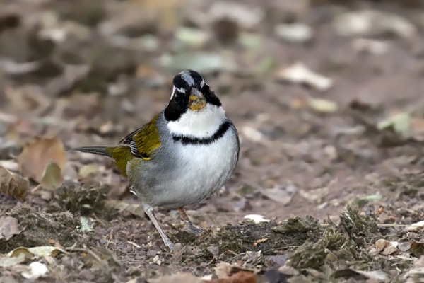 Cerquero de Collar Yungueño