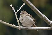 Gorrión Común