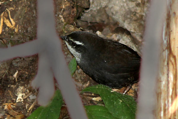 Churrín Ceja Blanca