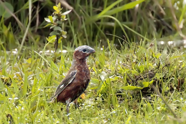 Capuchino Corona Gris