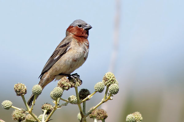 Capuchino Corona Gris