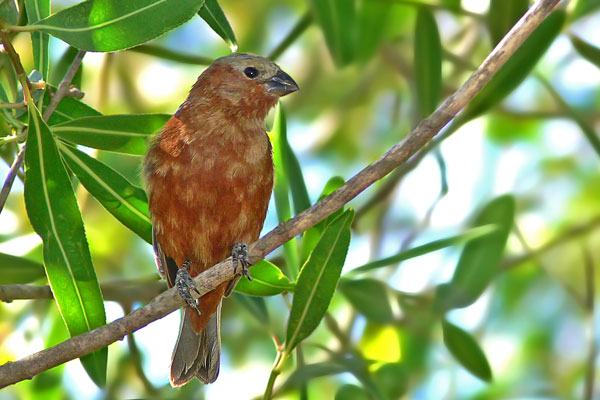 Capuchino Corona Gris