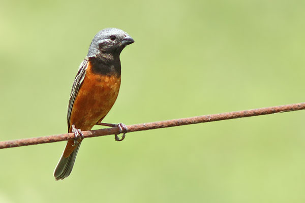 Capuchino Garganta Café