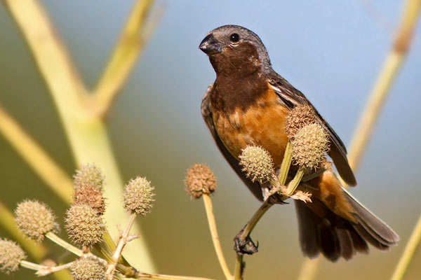 Capuchino Garganta Café