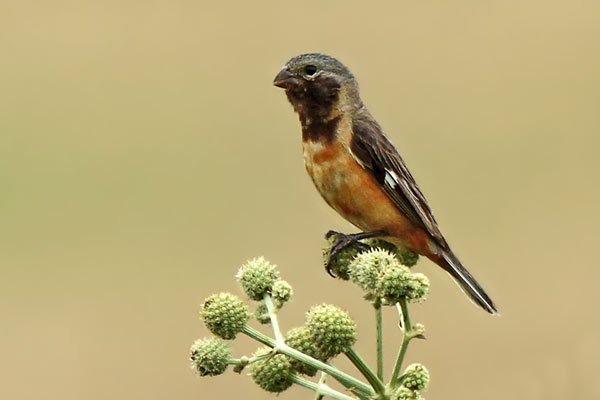 Capuchino Garganta Café