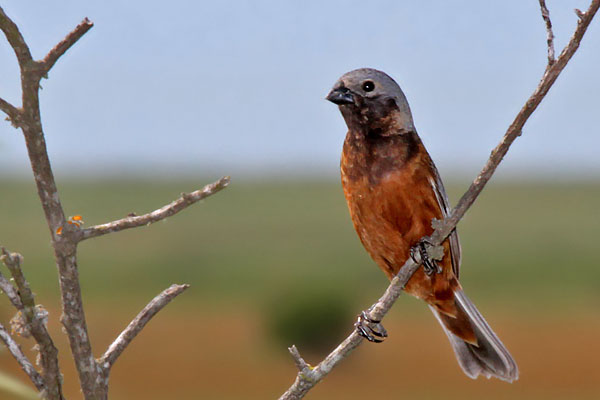 Capuchino Garganta Café