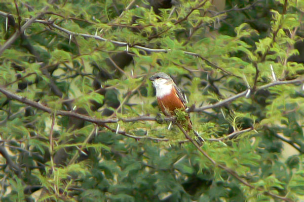 Capuchino Pecho Blanco