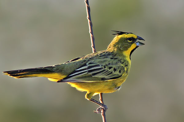 Cardenal Amarillo