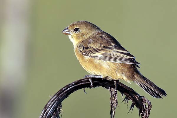 Capuchino Pecho Blanco