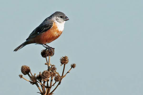 Capuchino Pecho Blanco