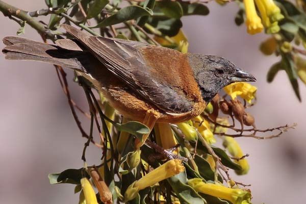 Comesebo Cabeza Negra