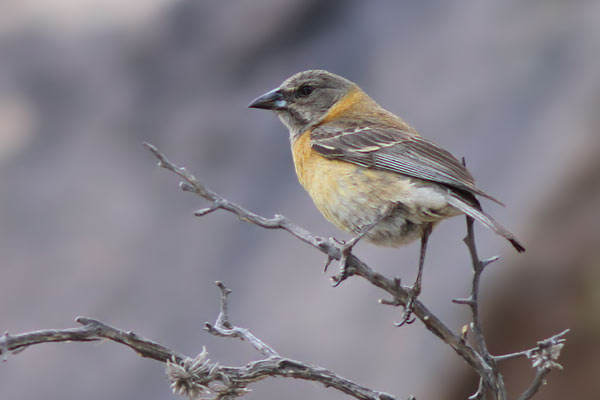 Comesebo Cabeza Negra