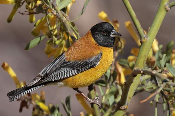 Comesebo Cabeza Negra