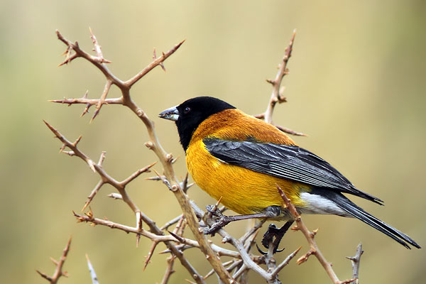 Comesebo Cabeza Negra