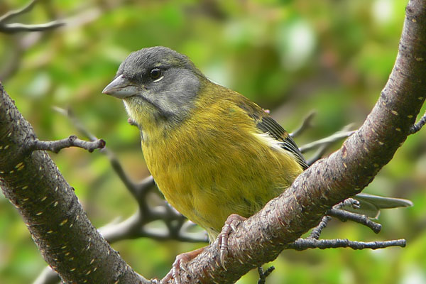Comesebo Patagónico