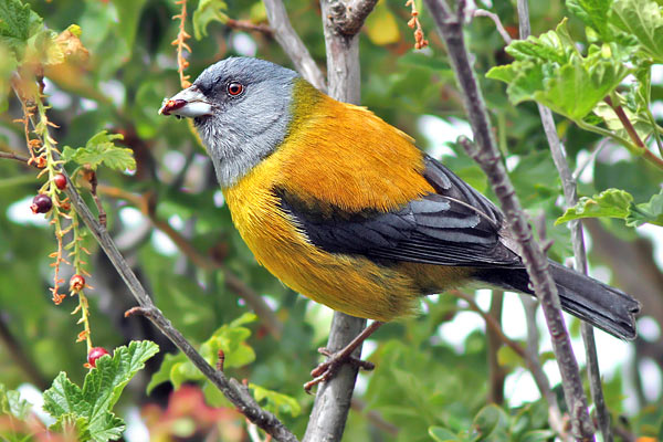 Comesebo Patagónico