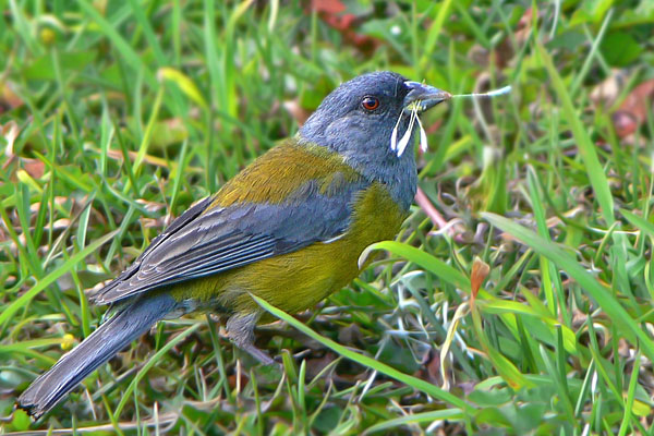 Comesebo Patagónico