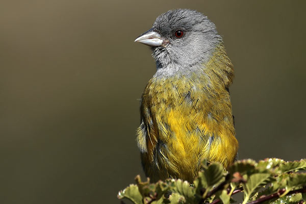 Comesebo Patagónico