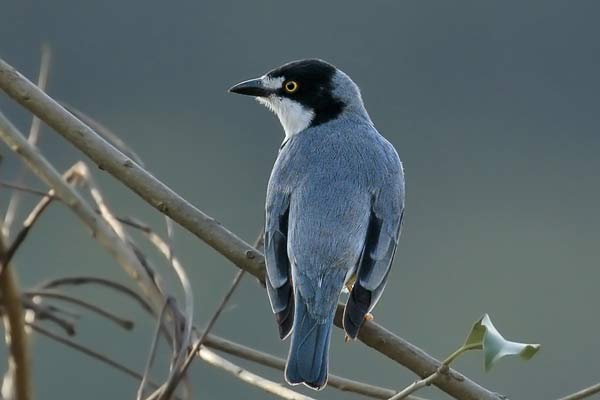 Frutero Cabeza Negra