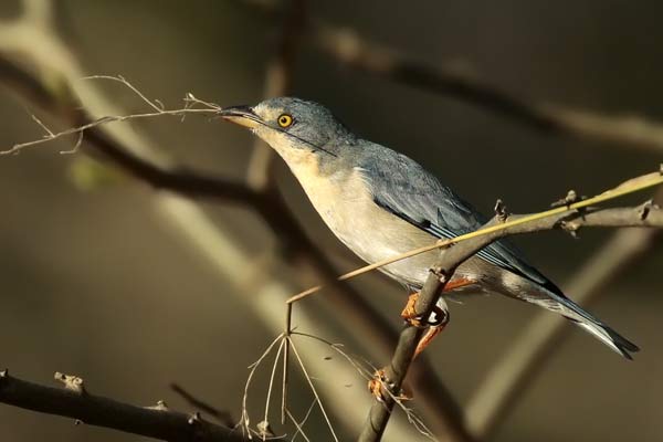 Frutero Cabeza Negra