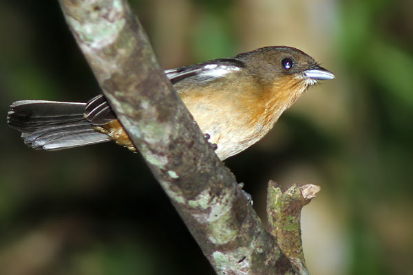 Frutero Corona Amarilla