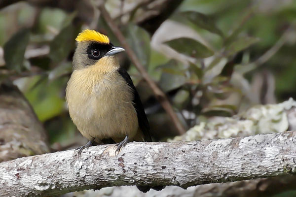 Frutero Corona Amarilla