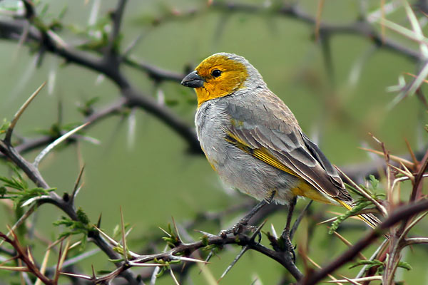 Jilguero Corona Gris