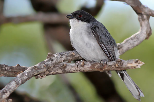 Monterita Cabeza Negra