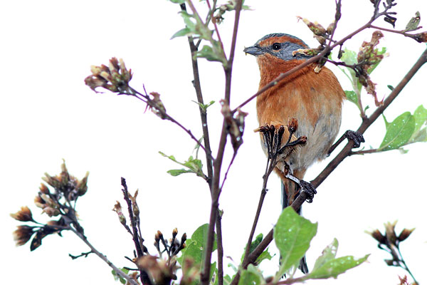 Monterita Ceja Rojiza