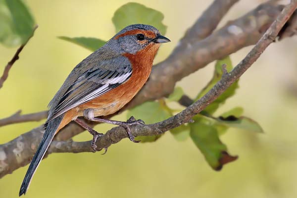 Monterita Ceja Rojiza