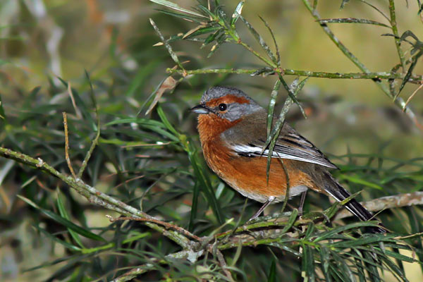 Monterita Ceja Rojiza