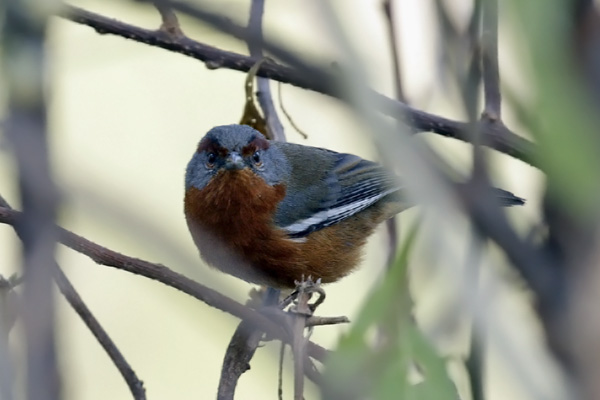 Monterita Ceja Rojiza