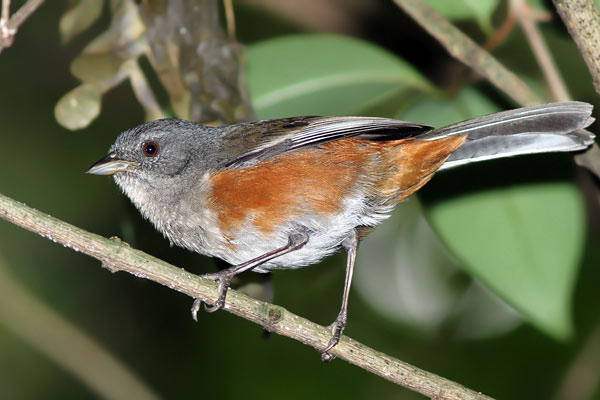 Monterita Litoraleña