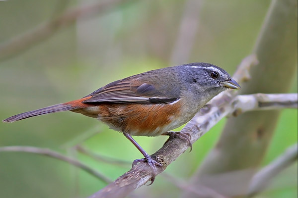 Monterita Litoraleña