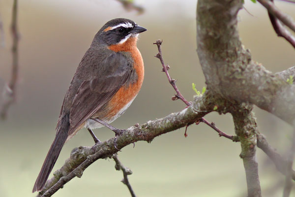 Sietevestidos Común
