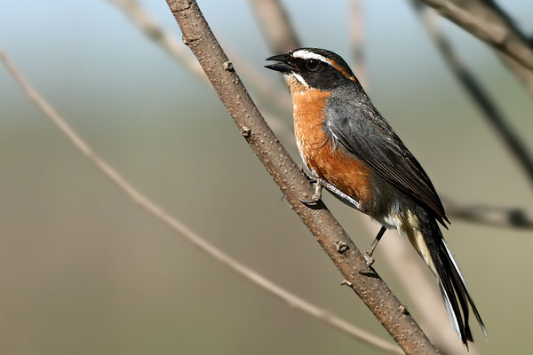 Sietevestidos Común