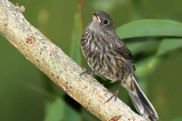 Sietevestidos Común