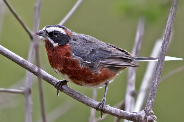 Sietevestidos Serrano