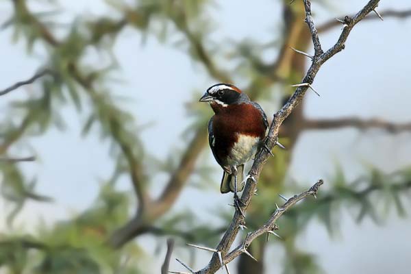 Sietevestidos Serrano