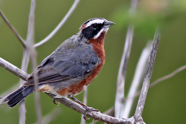 Sietevestidos Serrano