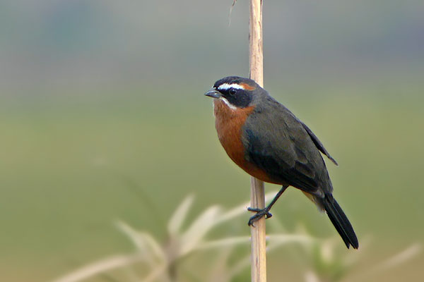 Sietevestidos Común