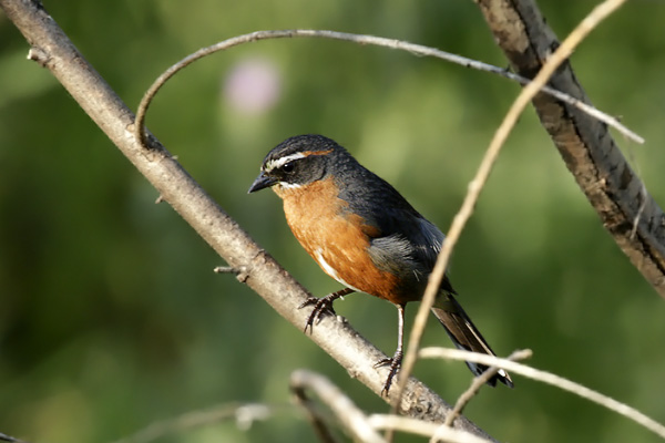 Sietevestidos Común